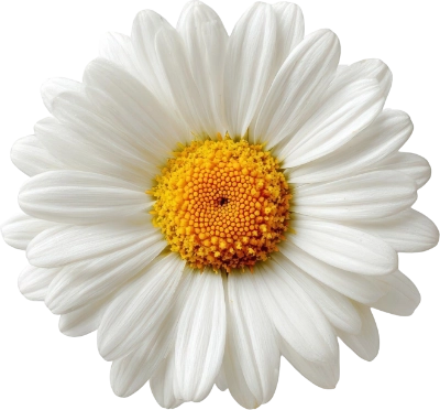 Blümchen